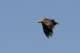small_mg_4375_small.jpg