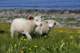small_mg_4381_small.jpg